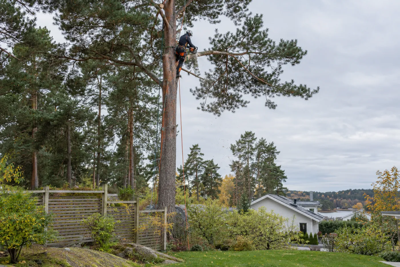 Arborist i hjälm och sele sågar grenar högt upp i en tall vid en villaträdgård